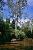 South Alice Creek