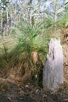 Grassbaum und Termitenhügel