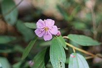 Bl�te