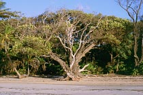 Mangrove