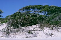 Verformte B�ume
