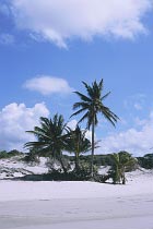 Palmen am Chili Beach