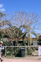 Baum