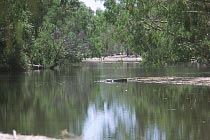 Salzwasserkrokodil