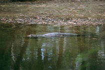 Salzwasserkrokodil