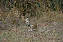 Kangaroo mit Joey