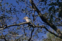 Blue-Wing Kookaburra