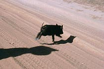 Wildschwein