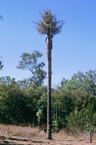Bl�hende Palmen