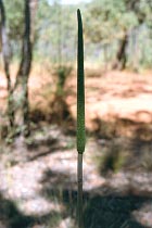 Grüner Grassbaum