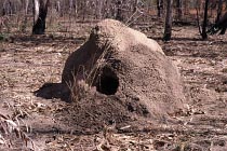 Termitenhügel mit Loch