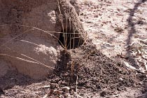 Termitenhügel mit Loch