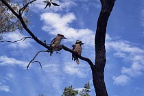 Der Kookaburra ist ein in Australien lebender Eisvogel