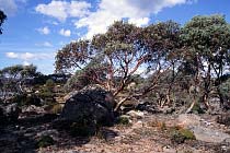 Snowgum