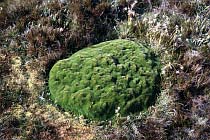 Cushion Plant