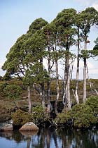 Baum