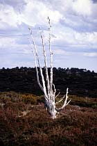Baum