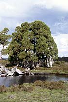 Baum