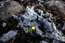 Holz mit Blume