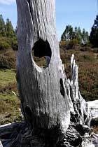 Pencil Pine