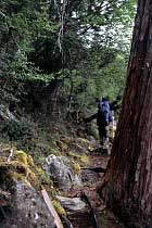 Junction Lake Track