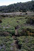 Junction Lake Track