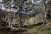 Am Junction Lake