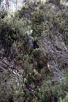 Bush bashing