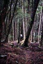 Overland Track
