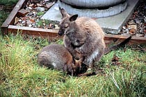 Pademelon