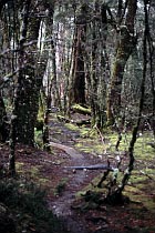 Arm River Track