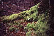 Moos am Baum