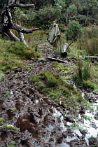 Auf dem Arm River Track