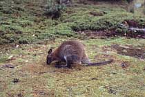 Pademelon