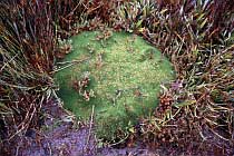 Cushion Plant