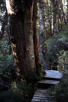 Baum bei Crater Falls