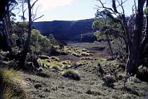 Button Gras am Ronny Creek