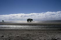Mangrove am Daintree NP (QL)