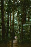 Kuku Yalnji Trail