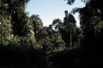 Regenwald