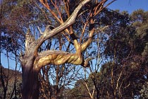 Snowgum bei Thredbo Diggings