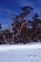 Snowgum im Schnee