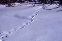 Eine Spur im Schnee