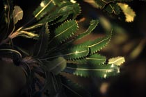 Blätter der Banksia