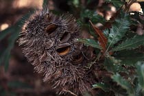 Samenstaude einer Banksia
