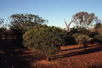 Mulga Bush