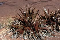 Junge Red Cabbage Palme
