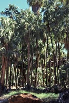 Palmenw�ldchen bieten Schatten