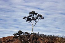 Ghost Gum Tree