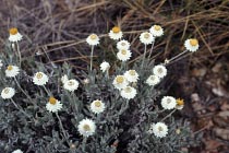 Daisys